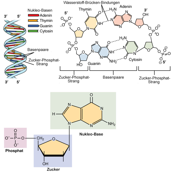 molekulare Struktur der DNA Detailansicht der Molekuele